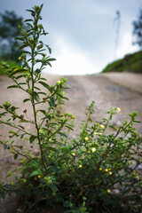 A small, flowering weed growing by the edge of a dirt road or unpaved path.