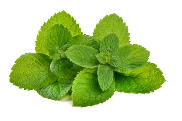 Mentha Plant, Fresh Mint Leaves, isolated on white background