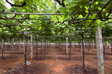 organic vineyard in tamilnadu