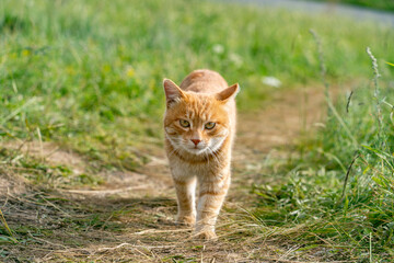 Orange cat walking on the grass during the day