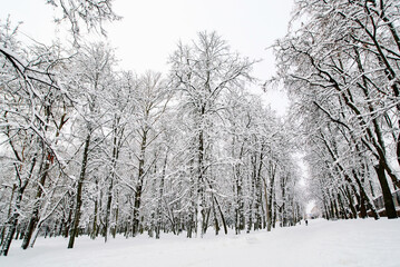 Snowy park trail surrounded by frosted trees, calm and tranquil atmosphere in picturesque winter landscape. Quiet winter park pathway. Winter snowy park