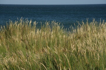 Erba alta sulle dune costiere con mare blu all'orizzonte, paesaggio naturale sereno e incontaminato