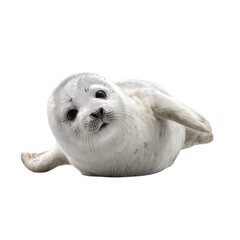 Png of adorable baby harp seal lying down isolated on transparent background and looking at the camera with curiosity