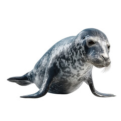 Png of grey seal lying on its belly and looking at the camera isolated on transparent background, with a cute expression