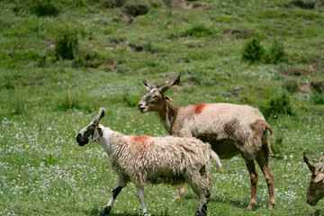 A flock of white sheep running and foraging on the grassland
