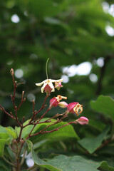 Obraz premium Close-up of Clerodendrum trichotomum. Harlequin glory bower tree with white flowers on late summer