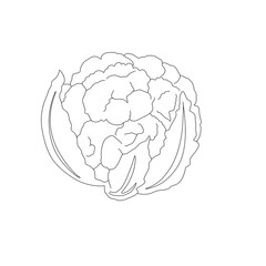 Cauliflower illustration minimalist 