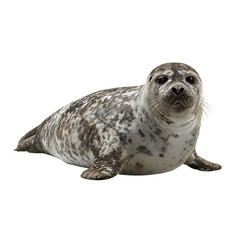 Png of cute harbor seal lying down isolated on transparent background and looking at the camera with curiosity