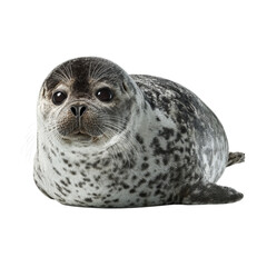 Png of a cute spotted seal pup is lying on a transparent background isolated on transparent background, looking at the camera