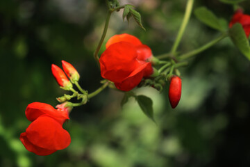 Red flowered Scarlet Runner bean in bloom with bright orange flowers. Phaseolus coccineus