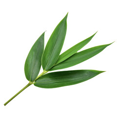 Bamboo Leaf (Sasa) &mdash; Transparent Background