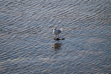 A lone gull stands on a small, dark object in the center of water covered with uniform ripples.