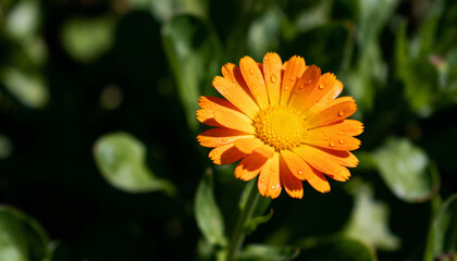 Medicinal plant calendula officinalis, marigold flower with morning dew drops. Homeopathy, herbal medicine, and natural skincare concept. Alternative remedy for healing and cosmetics.