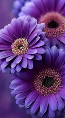 Vibrant purple gerbera daisies stand out against a soft background in a serene garden setting