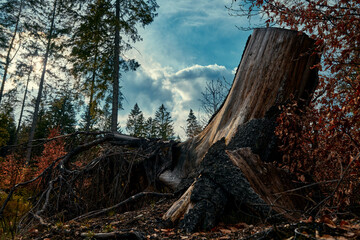Alter Baumstamm im Wald