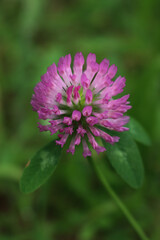 Fototapeta premium Close-up of pink clover flowers in the meadow. Trifolium pratense plant in bloom 