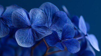 Close-up view of vibrant blue hydrangea flowers against a dark background showcasing their intricate details and textures