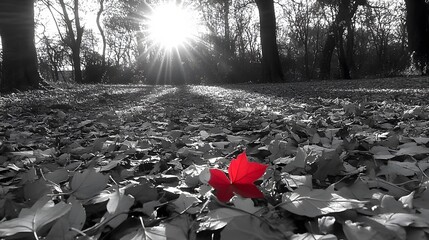 Single Red Leaf on Forest Floor Autumn Sun Rays Black and White