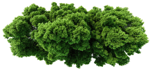 Dense green tree canopy viewed from above