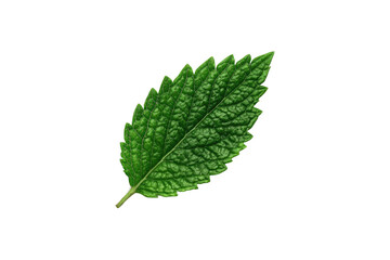 Fototapeta premium Close-up of a vibrant green leaf