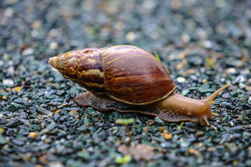 Snail Crawling Slowly Along the Path
