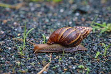 Snail Crawling Slowly Along the Path
