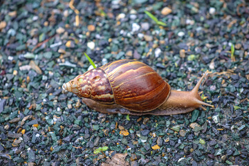 Snail Crawling Slowly Along the Path

