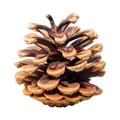 Single pine cone. The isolation is on a transparent background in the PNG format.