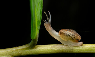 A snails on the plant on the black background by macro photography