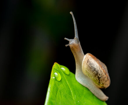 A snails on the plant on the black background by macro photography