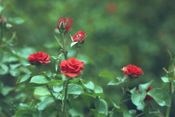Beautiful red roses in garden