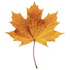 Fototapeta premium Red Maple Leaf — Transparent Background