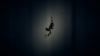 Bedrohliche Kreuzspinne in ihrem Netz