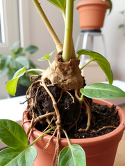 The earthen lump of a home potted plant is entwined with roots, the plant has outgrown the pot. The need for a plant replant. Transplanting and caring for a home plant, rhizome, root rot