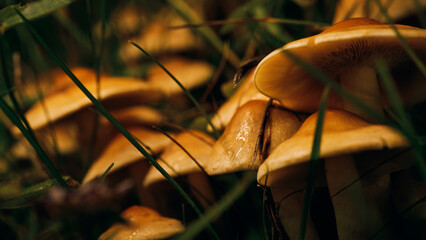 Close Up von Pilzkolonie in der Natur im Herbst © Artrademotion