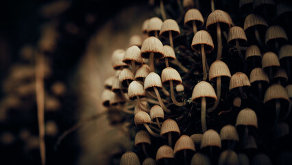 Kleine Pilze in großer Menge an einem Baumstamm im Herbst