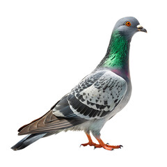 Isolated pigeon bird image for urban wildlife photography and ornithology study with black background