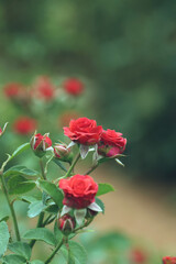 Beautiful red roses in garden