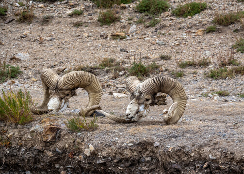 An argali skull on a mountainside in the Seylyugem National Park