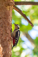 A large spotted woodpecker on a tree