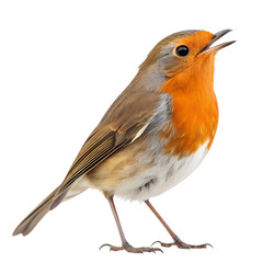 European robin erithacus rubecula bird perched singing wildlife nature ornithology avian fauna animal photography