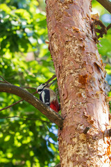 A large spotted woodpecker on a tree