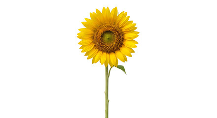 Fototapeta premium A single vibrant sunflower with a long green stem against a plain white background, showcasing its bright yellow petals and dark center