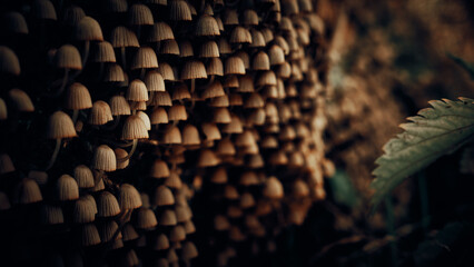 Kleine Pilze in großer Menge an einem Baumstamm im Herbst