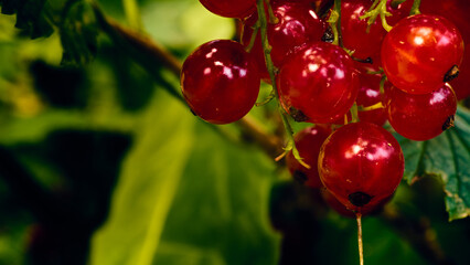 Reife rote Johannisbeere in der Natur