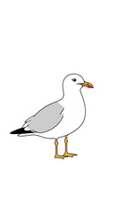 Obraz premium A single seagull stands alertly on its yellow feet with a sharp beak ready to feed.