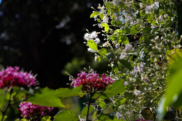 mus&eacute;e Claude Monet