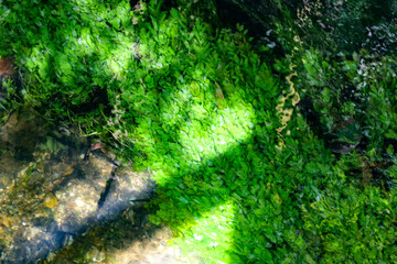 jardin extraordinaire