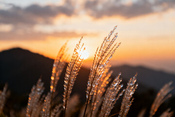 Golden grasses illuminated by sunset light against a mountainous backdrop