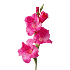 Vibrant pink gladiolus flower stem on transparent background